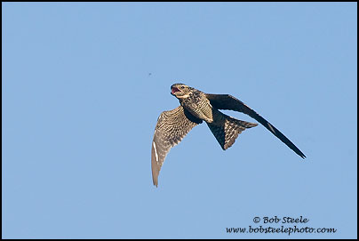 Common Nighthawk (Chordeiles minor)