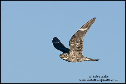Common Nighthawk (Chordeiles minor)