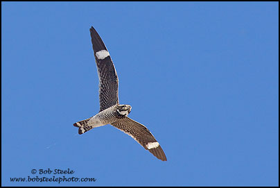Common Nighthawk (Chordeiles minor)