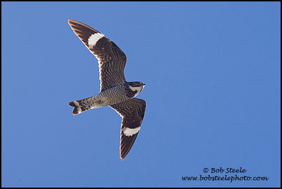 Common Nighthawk (Chordeiles minor)