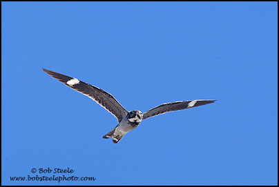 Common Nighthawk (Chordeiles minor)