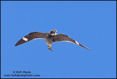 Common Nighthawk (Chordeiles minor)