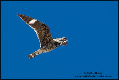 Common Nighthawk (Chordeiles minor)