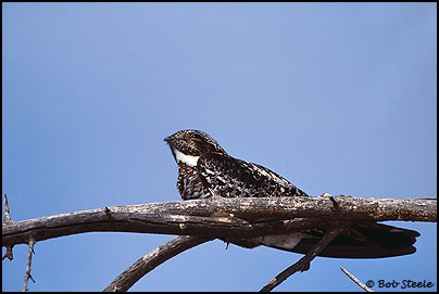 Common Nighthawk (Chordeiles minor)