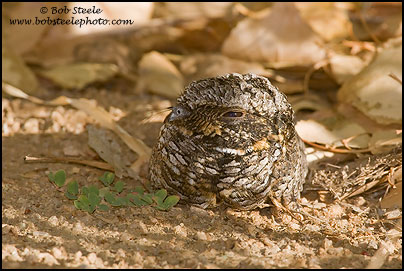 Common Poorwill (Phalaenoptilus nuttallii)