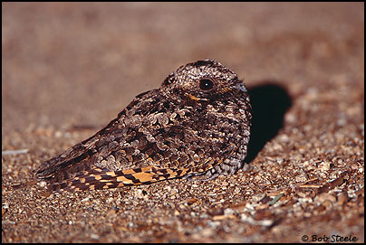 Common Poorwill (Phalaenoptilus nuttallii)
