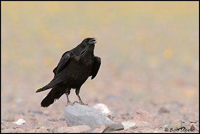Common Raven (Corvus corax)