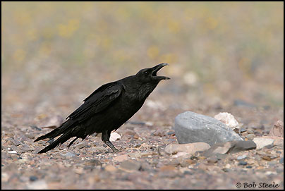 Common Raven (Corvus corax)