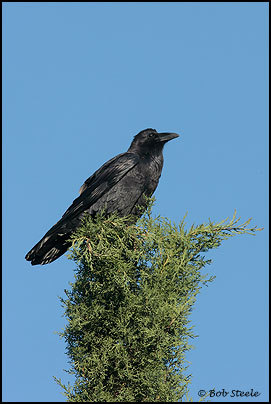 Common Raven (Corvus corax)