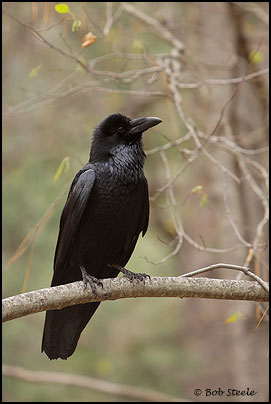 Common Raven (Corvus corax)