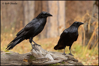 Common Raven (Corvus corax)
