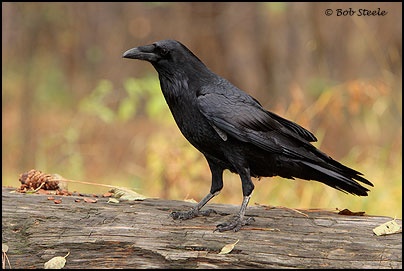 Common Raven (Corvus corax)