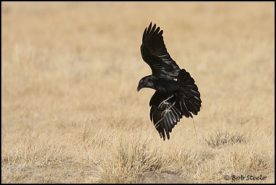 Common Raven (Corvus corax)