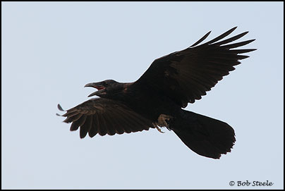 Common Raven (Corvus corax)