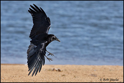 Common Raven (Corvus corax)