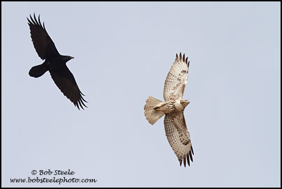 Common Raven (Corvus corax)