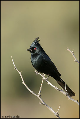 Phainopepla (Phainopepla nitens)