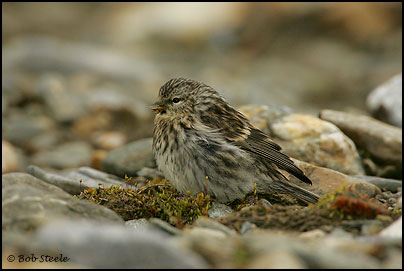 Common Redpoll (Carduelis flammea)