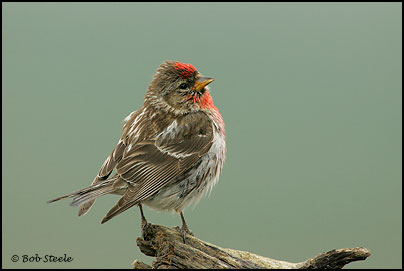 Common Redpoll (Carduelis flammea)