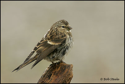 Common Redpoll (Carduelis flammea)