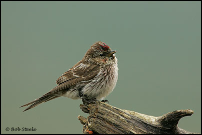 Common Redpoll (Carduelis flammea)
