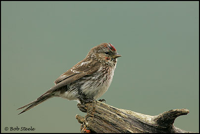 Common Redpoll (Carduelis flammea)