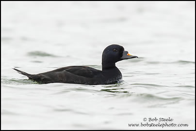 Common Scoter (Melanitta nigra)