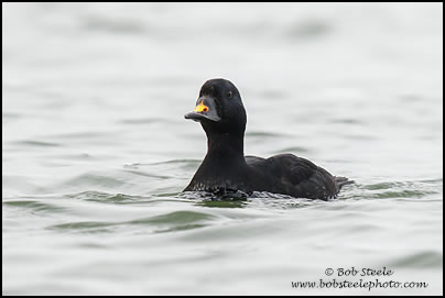 Common Scoter (Melanitta nigra)