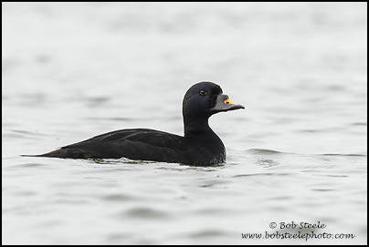 Common Scoter (Melanitta nigra)