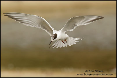 Common Tern (Sterna hirundo)