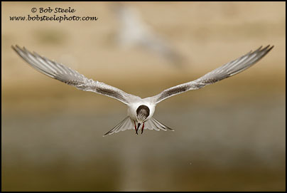 Common Tern (Sterna hirundo)