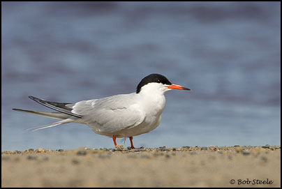 Common Tern (Sterna hirundo)