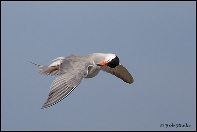 Common Tern (Sterna hirundo)