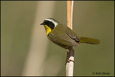 Common Yellowthroat (Geothlypis trichas)