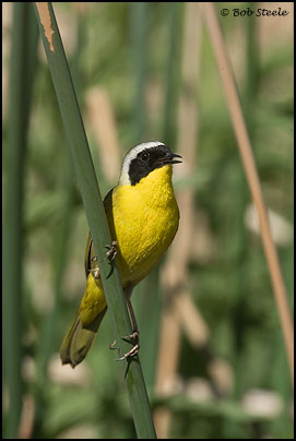 Common Yellowthroat (Geothlypis trichas)