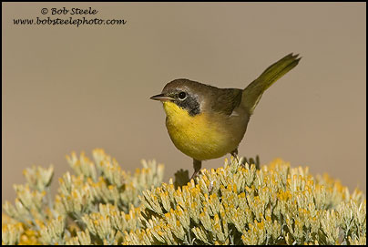 Common Yellowthroat (Geothlypis trichas)
