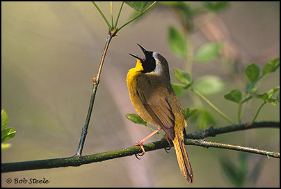 Common Yellowthroat (Geothlypis trichas)
