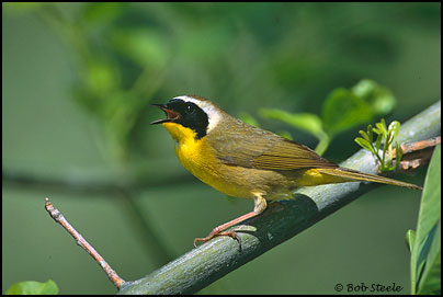 Common Yellowthroat (Geothlypis trichas)