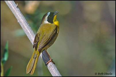 Common Yellowthroat (Geothlypis trichas)