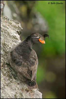 Crested Auklet (Aethia cristatella)