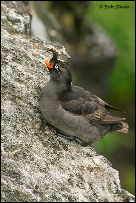 Crested Auklet (Aethia cristatella)