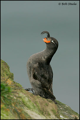Crested Auklet (Aethia cristatella)