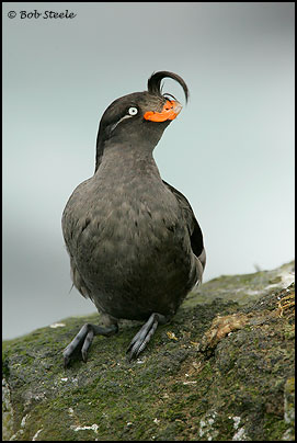 Crested Auklet (Aethia cristatella)