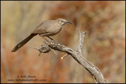 Crissal Thrasher (Toxostoma crissale)