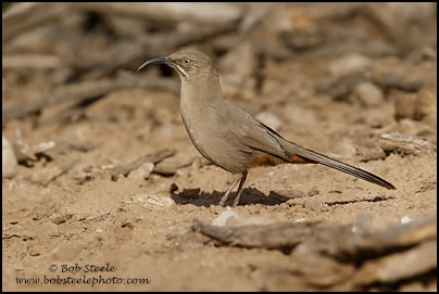 Crissal Thrasher (Toxostoma crissale)