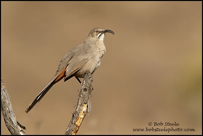 Crissal Thrasher (Toxostoma crissale)