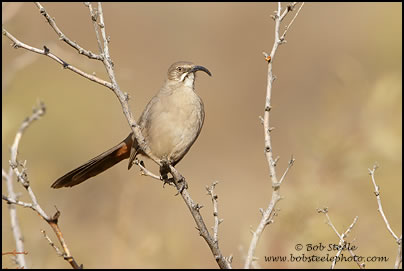 Crissal Thrasher (Toxostoma crissale)