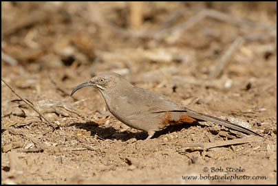 Crissal Thrasher (Toxostoma crissale)