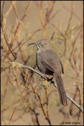 Crissal Thrasher (Toxostoma crissale)