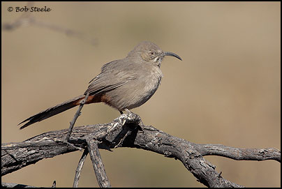 Crissal Thrasher (Toxostoma crissale)